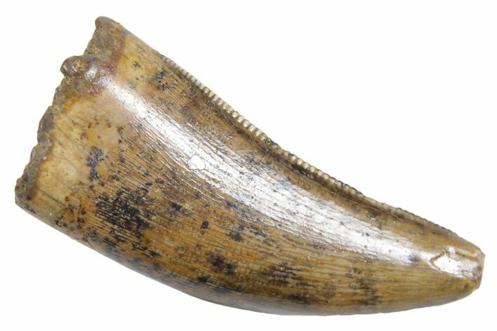 Serrated, Tyrannosaur (Nanotyrannus) Tooth - Wyoming #357063